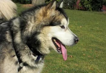 BAÏKA SNOW OF LEGEND SPIRIT — Carnet des adoptions AMCF
