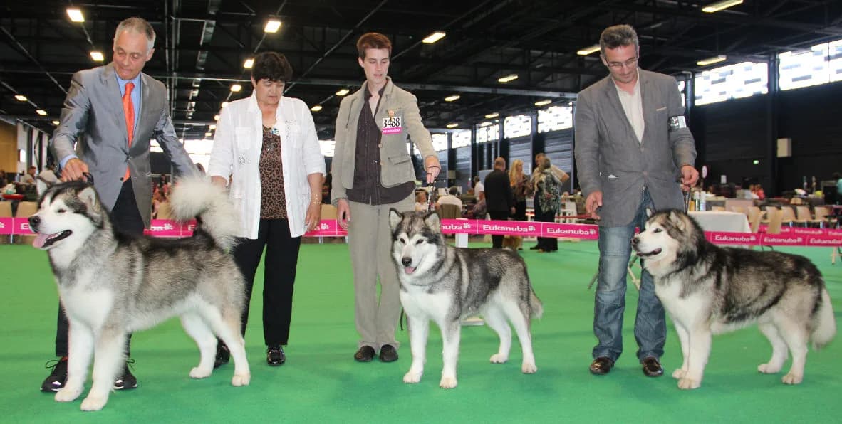 de FranceAngers 2014-06-08