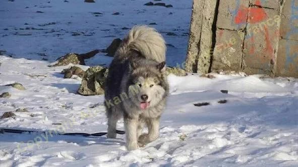 Fibi — Carnet des adoptions AMCF