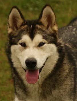 Fidji of Mountain Pack — Carnet des adoptions AMCF