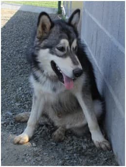 GOOSTY — Carnet des adoptions AMCF