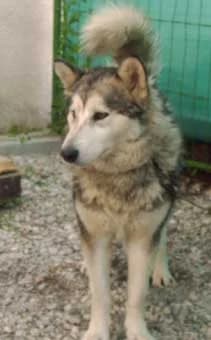 TANA — Carnet des adoptions AMCF