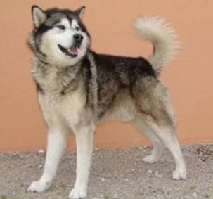 Mato — Carnet des adoptions AMCF