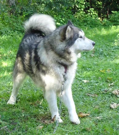 SHADOW — Carnet des adoptions AMCF