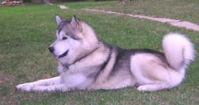 Thunder — Carnet des adoptions AMCF