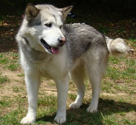 UKA - — Carnet des adoptions AMCF