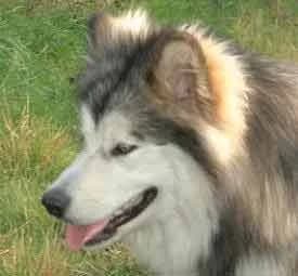 REMUS — Carnet des adoptions AMCF