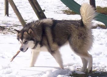 Anoushka (A Pretty Anoushka Of Selawik River) — Carnet des adoptions AMCF