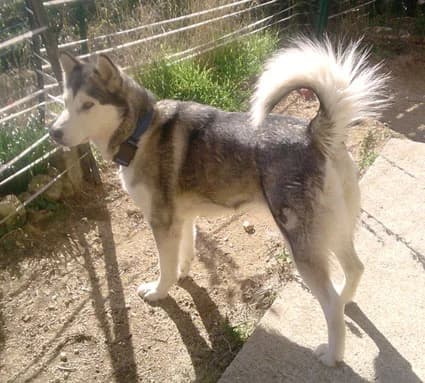 BAGUIRA — Carnet des adoptions AMCF