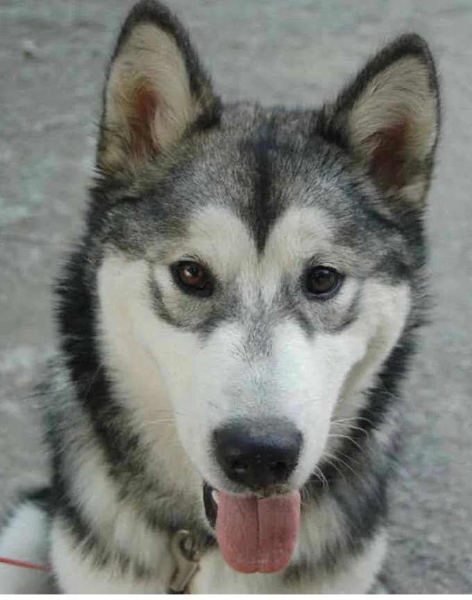 DOUNATIKA OTSAKUME DU VERCORS) — Carnet des adoptions AMCF