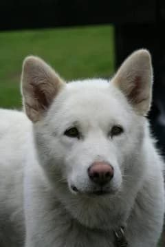 DUCHESS BIANCA STORMYTH — Carnet des adoptions AMCF