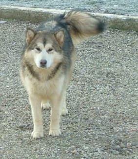 EASY OF LEGEND SPIRIT — Carnet des adoptions AMCF