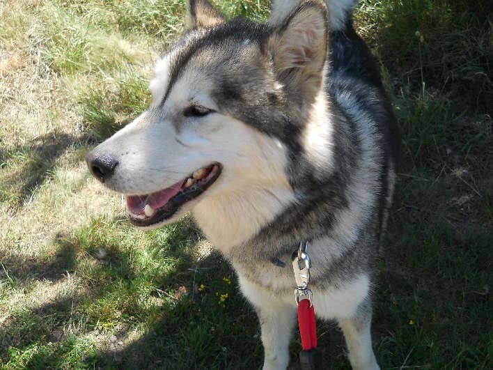 EWOK DES GUERRIERS CHIPPEWAS — Carnet des adoptions AMCF