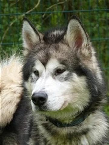 Eziok — Carnet des adoptions AMCF