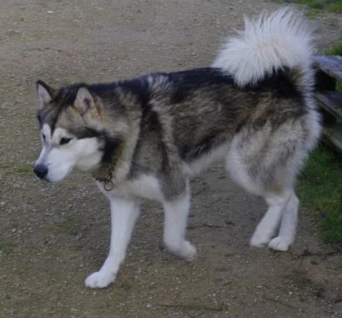 Gavroche du Domaine d'Era White — Carnet des adoptions AMCF