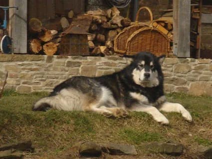 KENAI — Carnet des adoptions AMCF