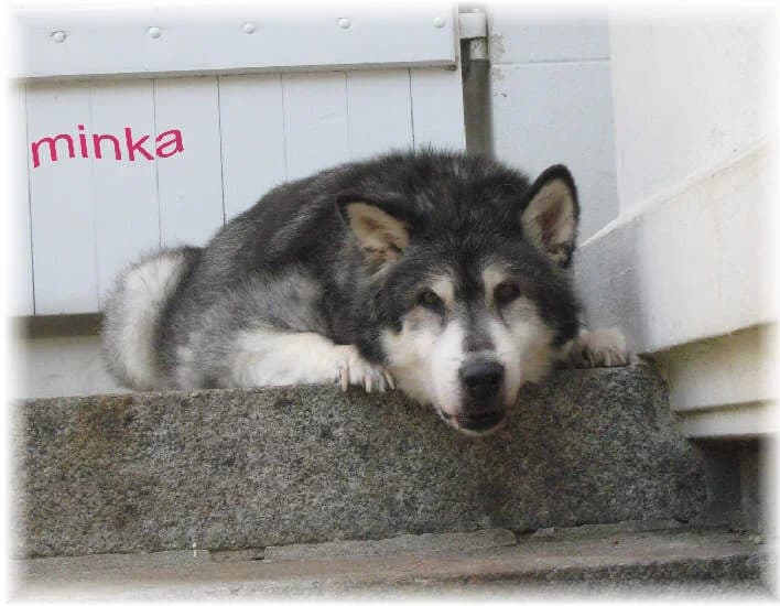 MINKA — Carnet des adoptions AMCF