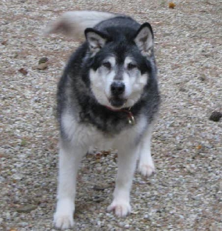 Minka — Carnet des adoptions AMCF