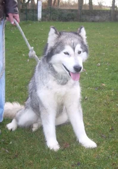 SISKA — Carnet des adoptions AMCF