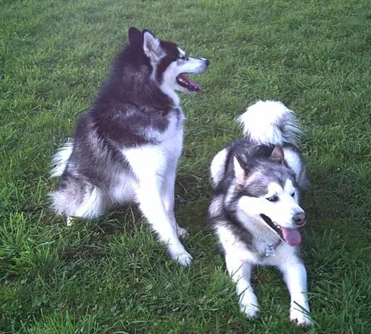 TALY — Carnet des adoptions AMCF