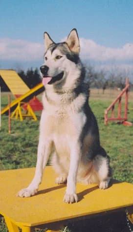 Tigun Jessie of Saskatchewan River Pack — Carnet des adoptions AMCF