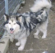 Tundra — Carnet des adoptions AMCF