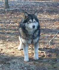 UROS — Carnet des adoptions AMCF