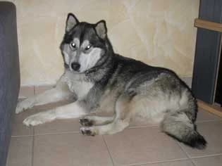 VALY-SNOWNOM — Carnet des adoptions AMCF