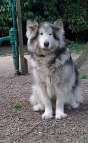 VANILLA — Carnet des adoptions AMCF