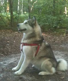 VOYDA — Carnet des adoptions AMCF